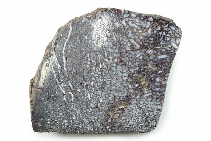 Polished Dinosaur Bone (Gembone) Section - Utah #246245